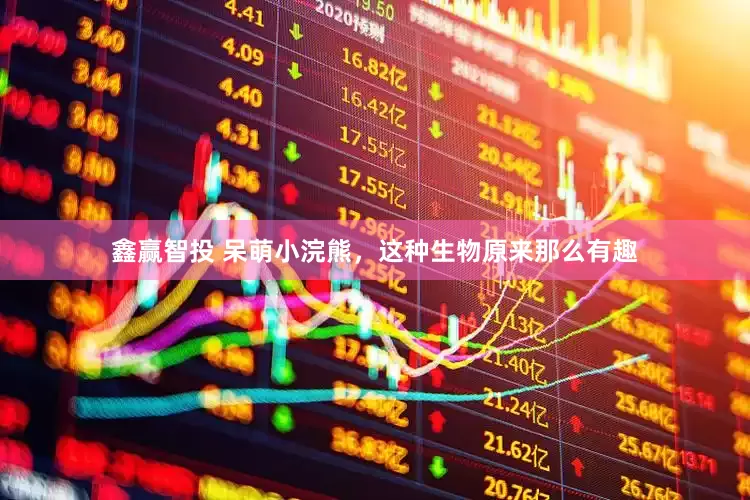 鑫赢智投 呆萌小浣熊，这种生物原来那么有趣
